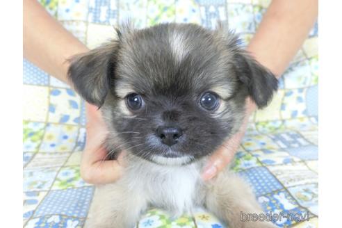 成約済の千葉県のチワワ(ロングコート)-159385の2枚目